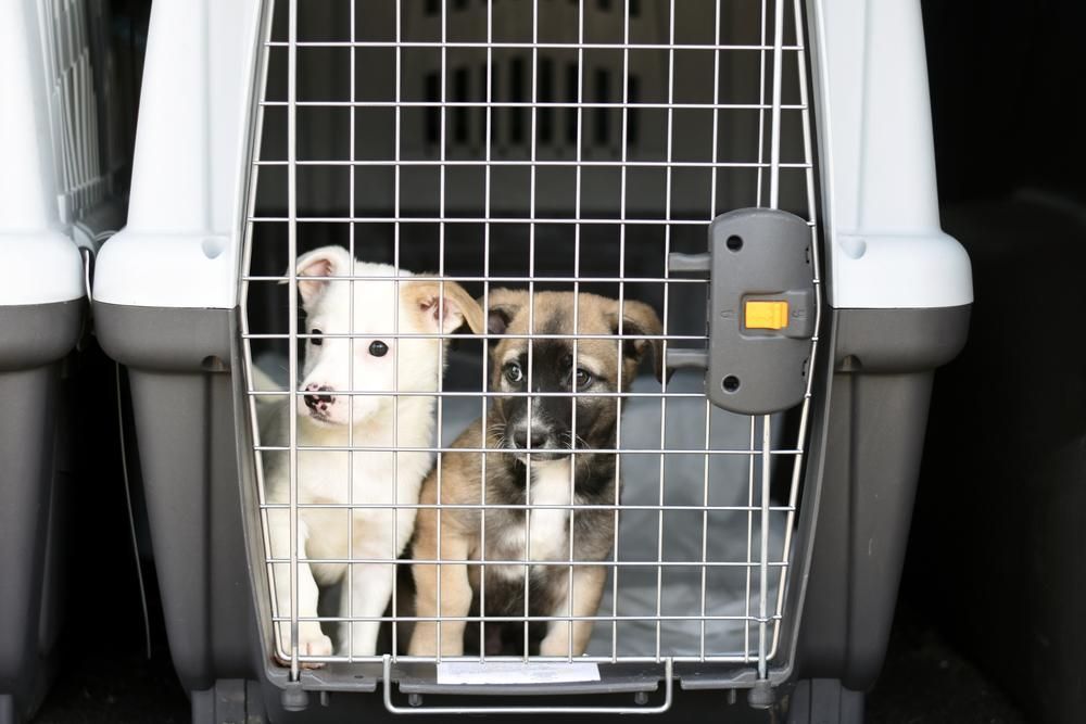 Two Puppies Are Sitting In A Cage In The Back Of A Car — Brisbane Moving & Storage In Acacia Ridge, QLD