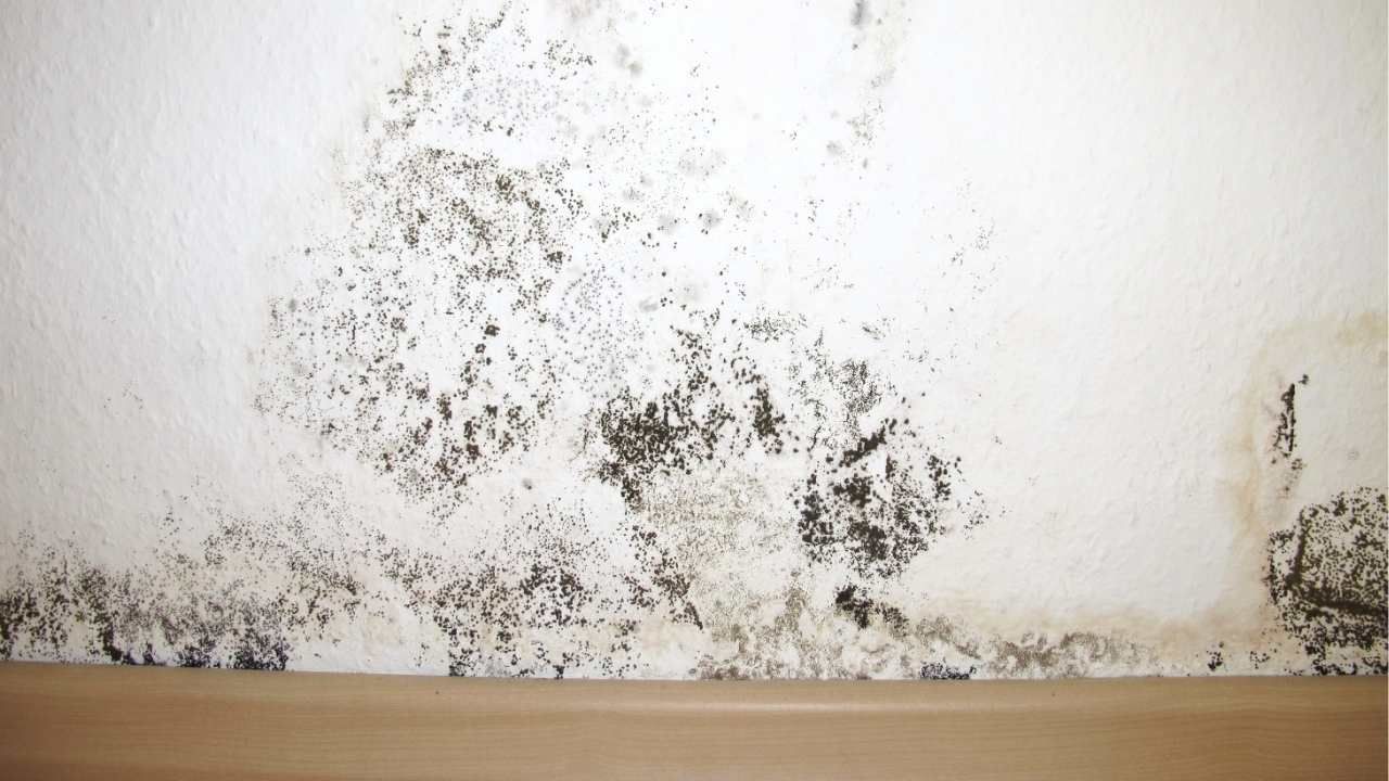 mold remediation