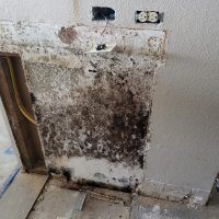 Visible Mold Growth in Hawaii Before Mold Experts Perform Mold Remediation