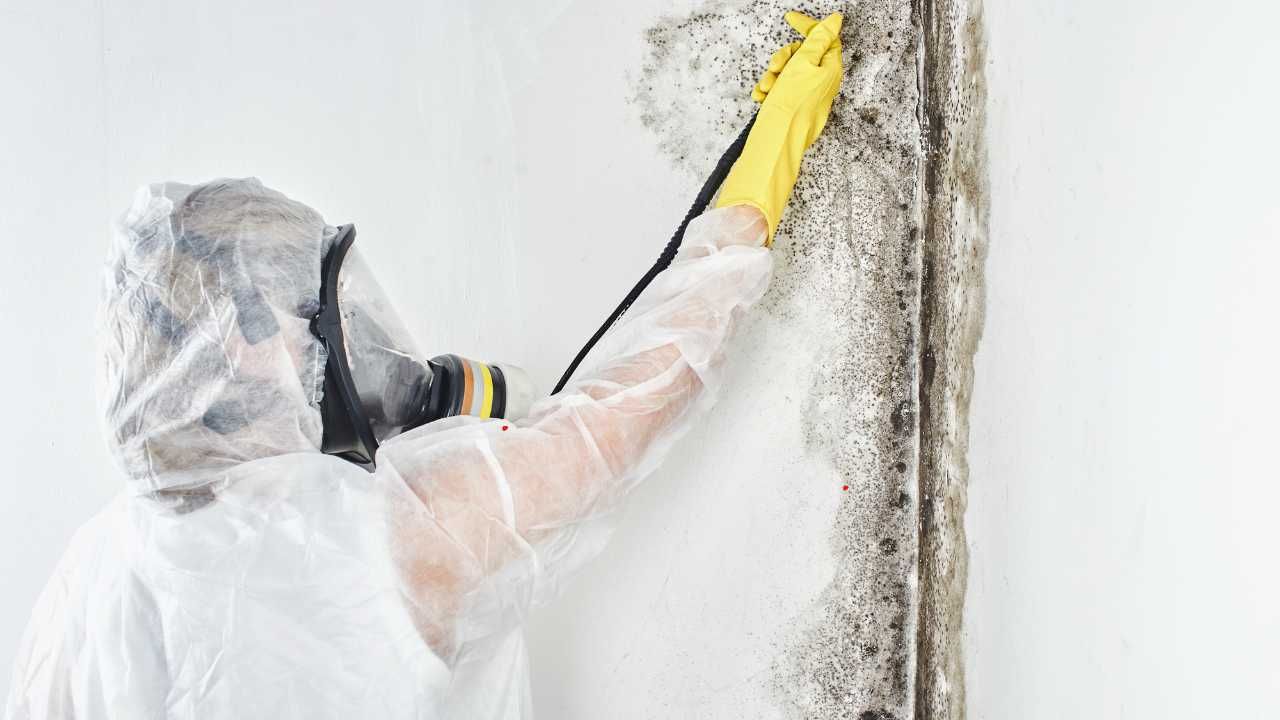 Exterior mold & mildew removal