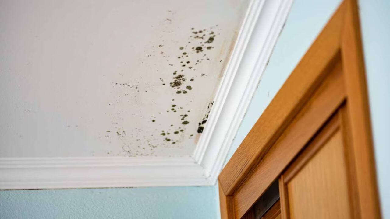 Mold growth visible on the ceiling and walls in a commercial kitchen area