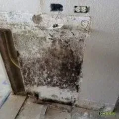 White wall showing significant mold growth