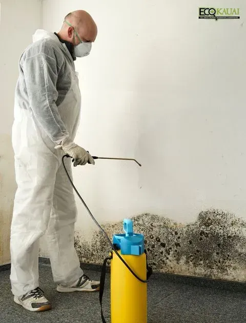 Our expert mold removal that's fast, effective, and eco-friendly.