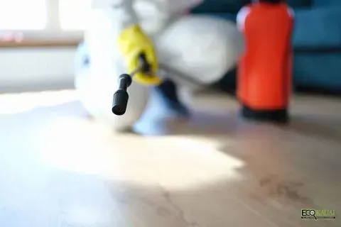 Count on us for expert mold removal in Kaua'i, HI.