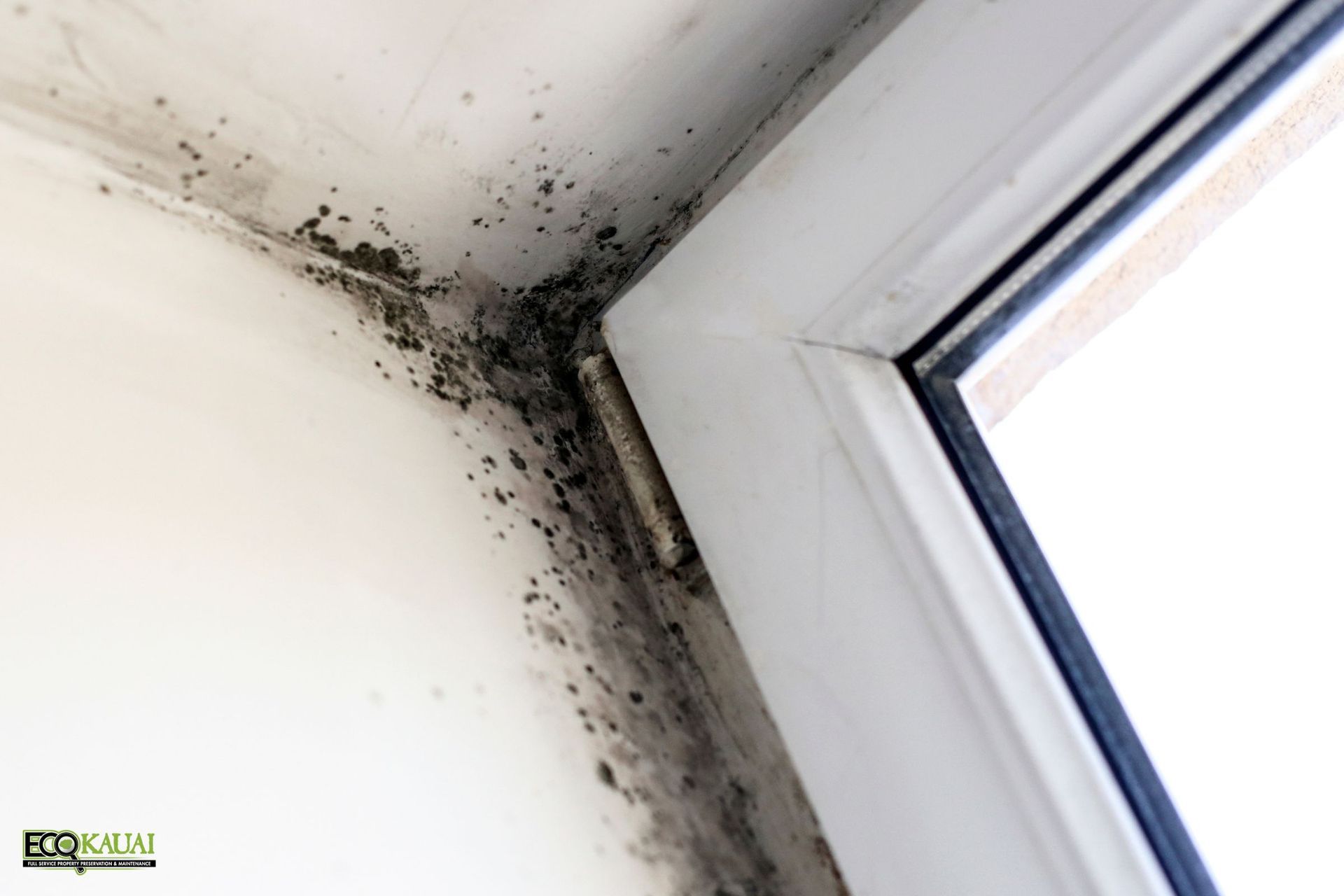 Visible mold growth on the window of a residential property in Hawaii that needs mold remediation