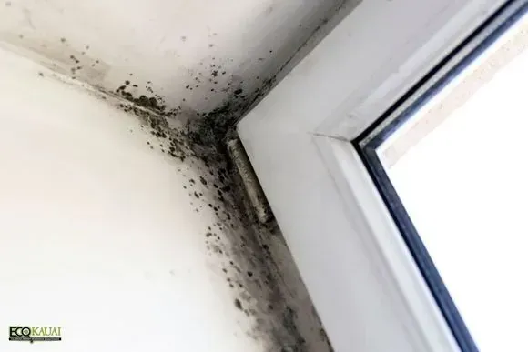 We're here to ensure a mold-free for every homeowner in Kaua'i.