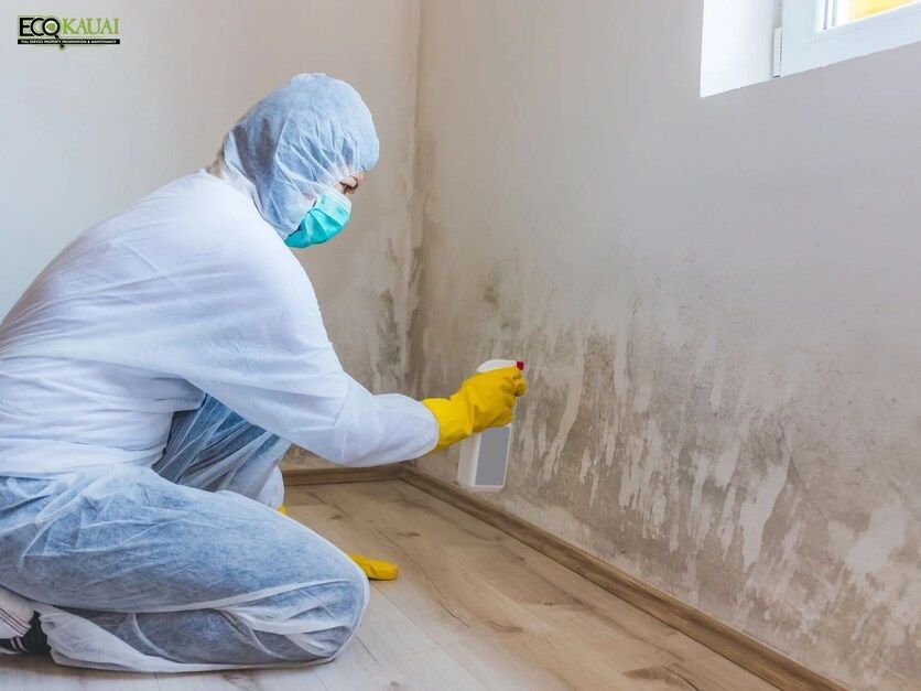 Mold Remediation in Kaua'i, HI