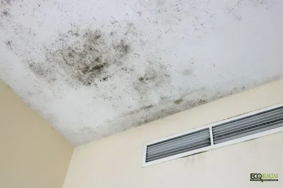 Transforming mold-infested spaces into fresh, clean havens in Kaua'i, HI.