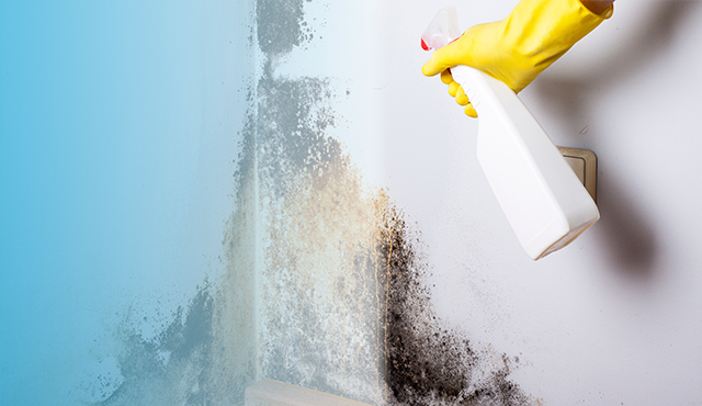 a mold remediation expert addressing mold issues in Hawaii