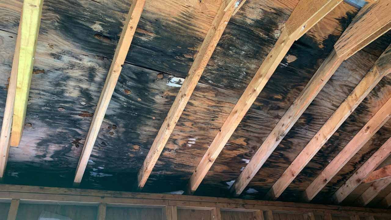 Black mold covering ceiling of roof, indicating water damage.