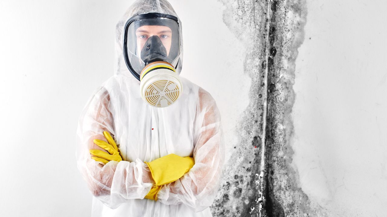 Professional mold removal