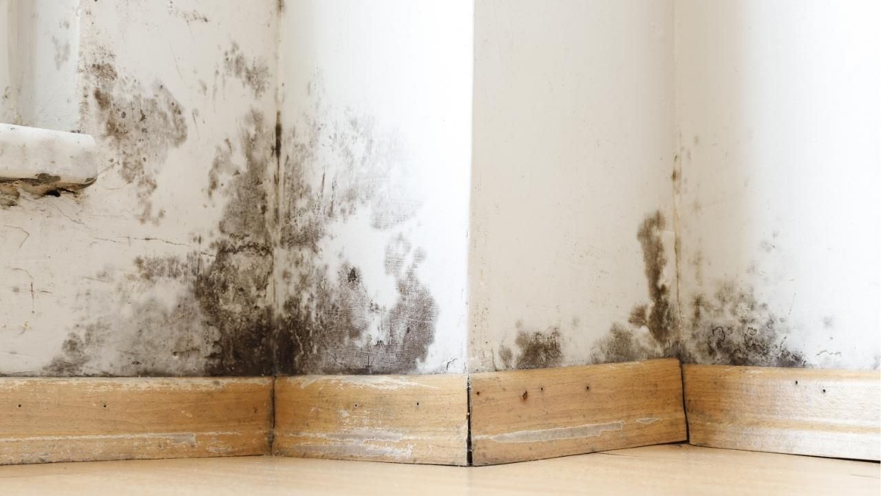 mold growth after water damage