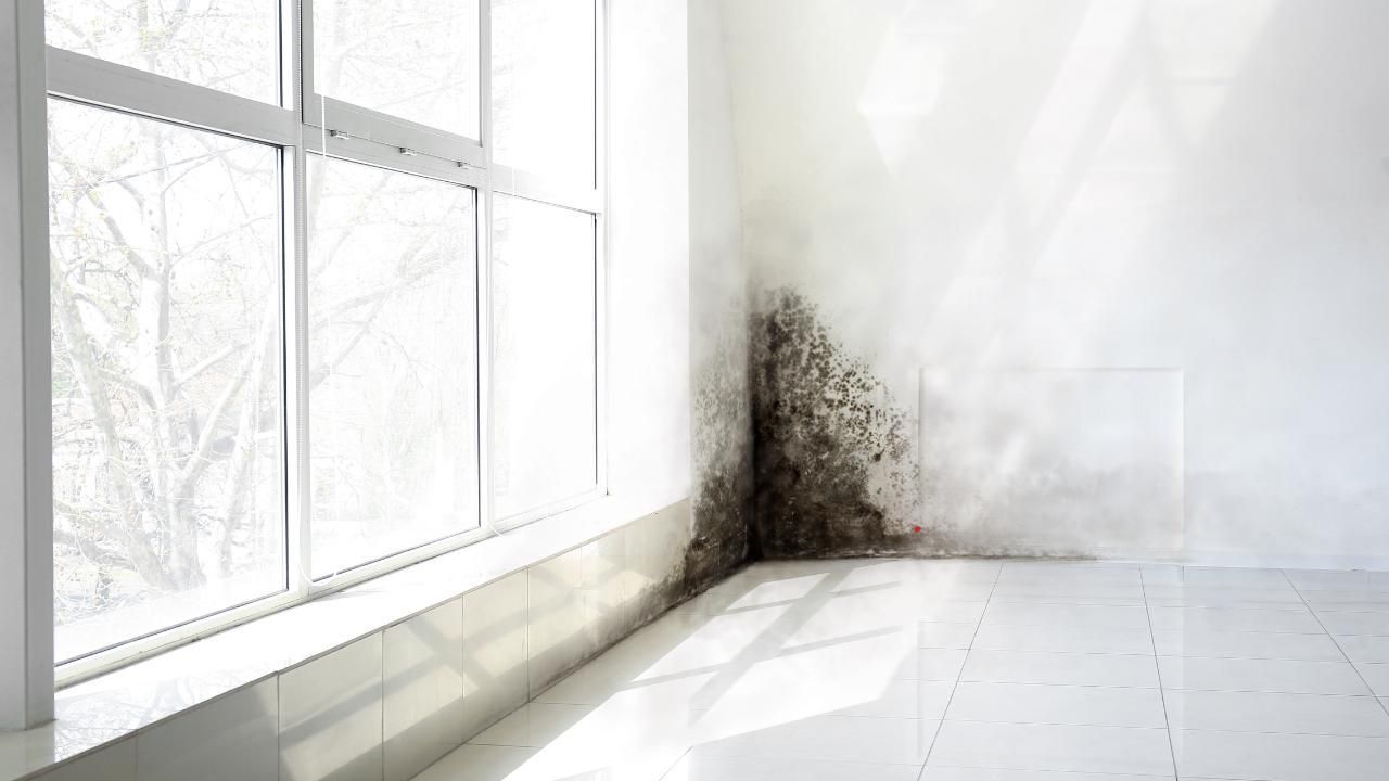 wall mold cleaning