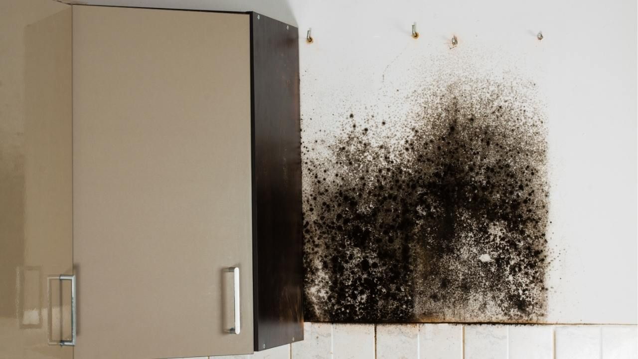 kitchen mold