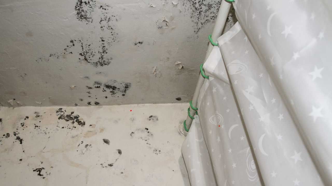 Mold prevention Kaua’i homes