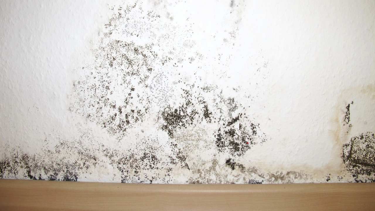 indoor mold