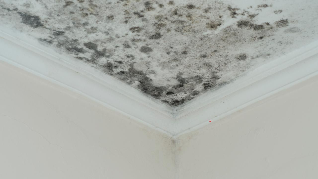 water damage cleanup
