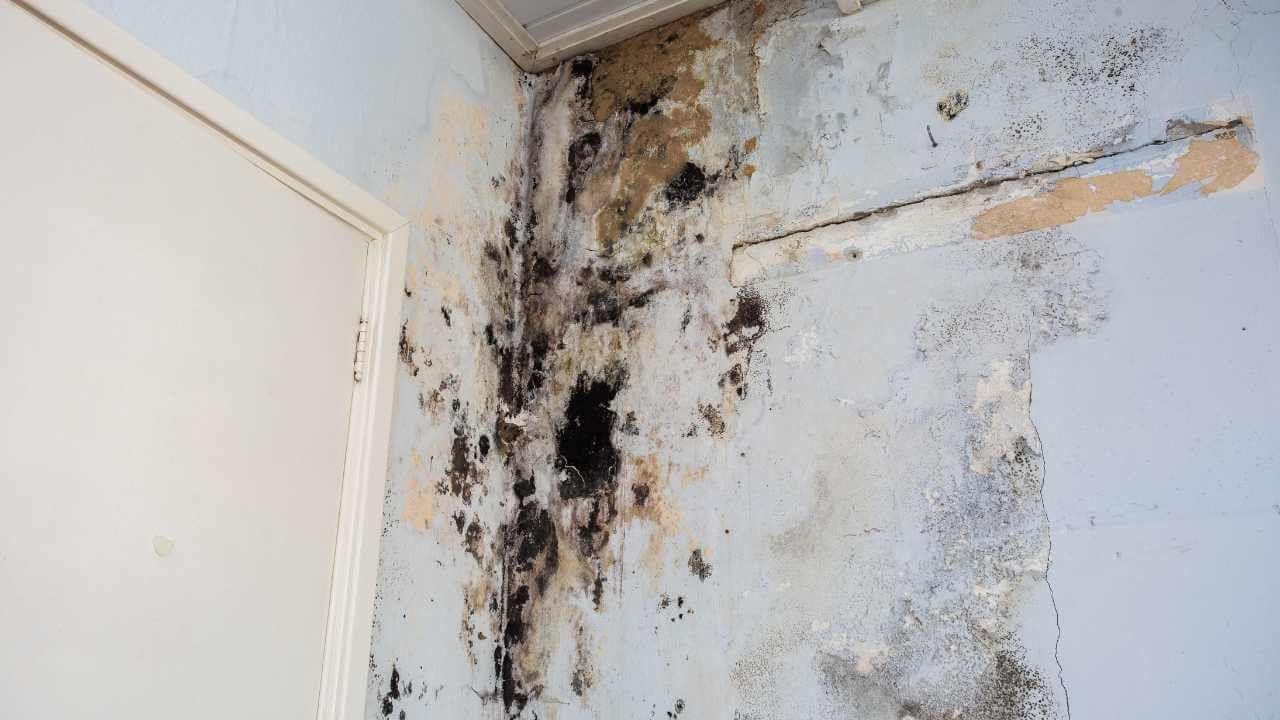 Mold growth on interior wall of room.