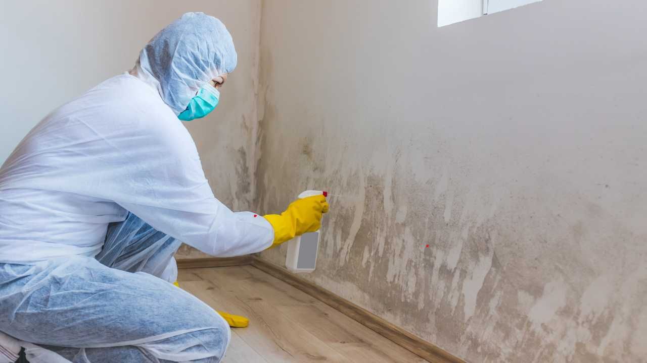 Professional mold removal