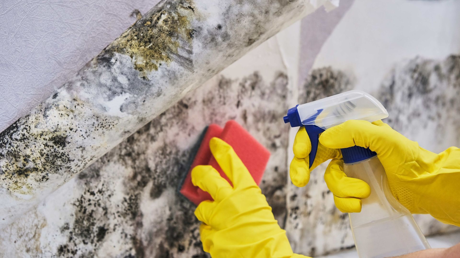 A person wearing yellow gloves is removing mold from a wall using a cleaning tool.