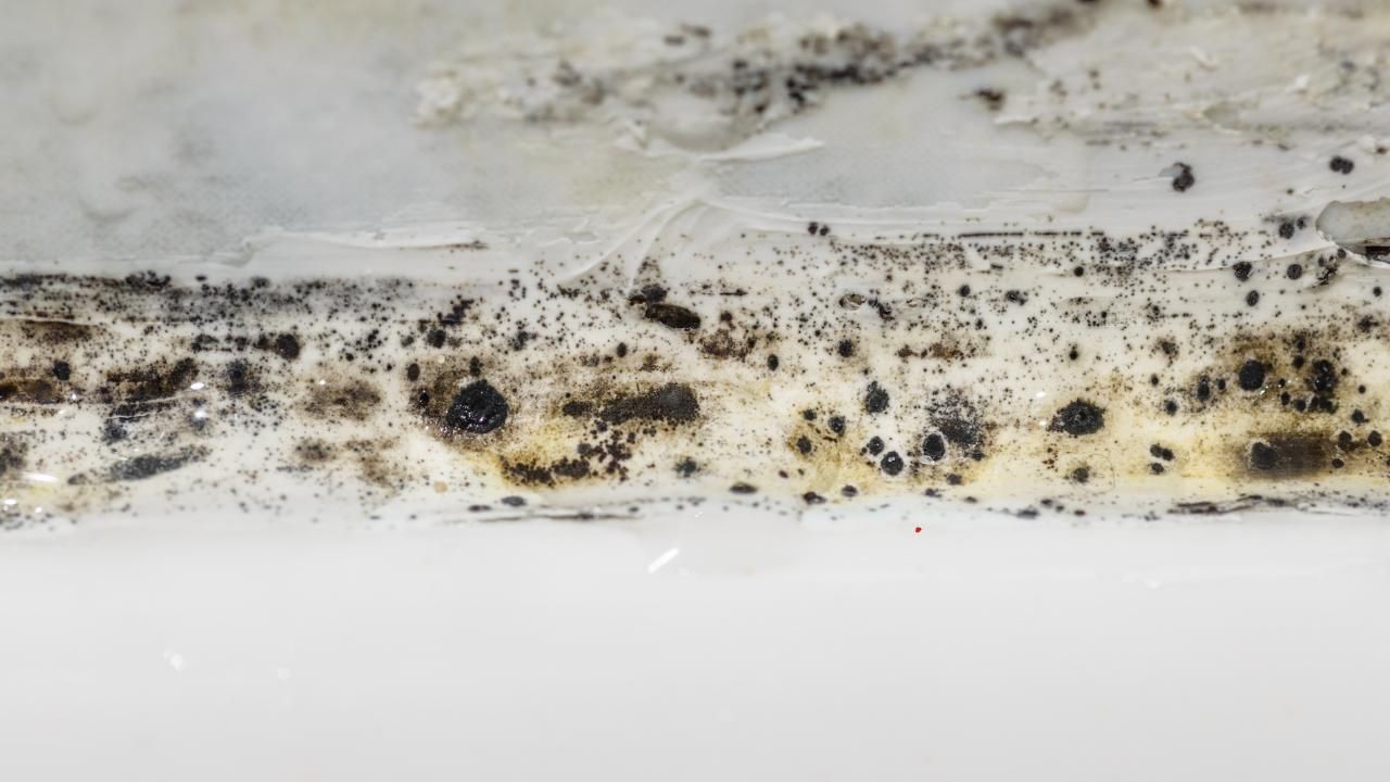 mold signs