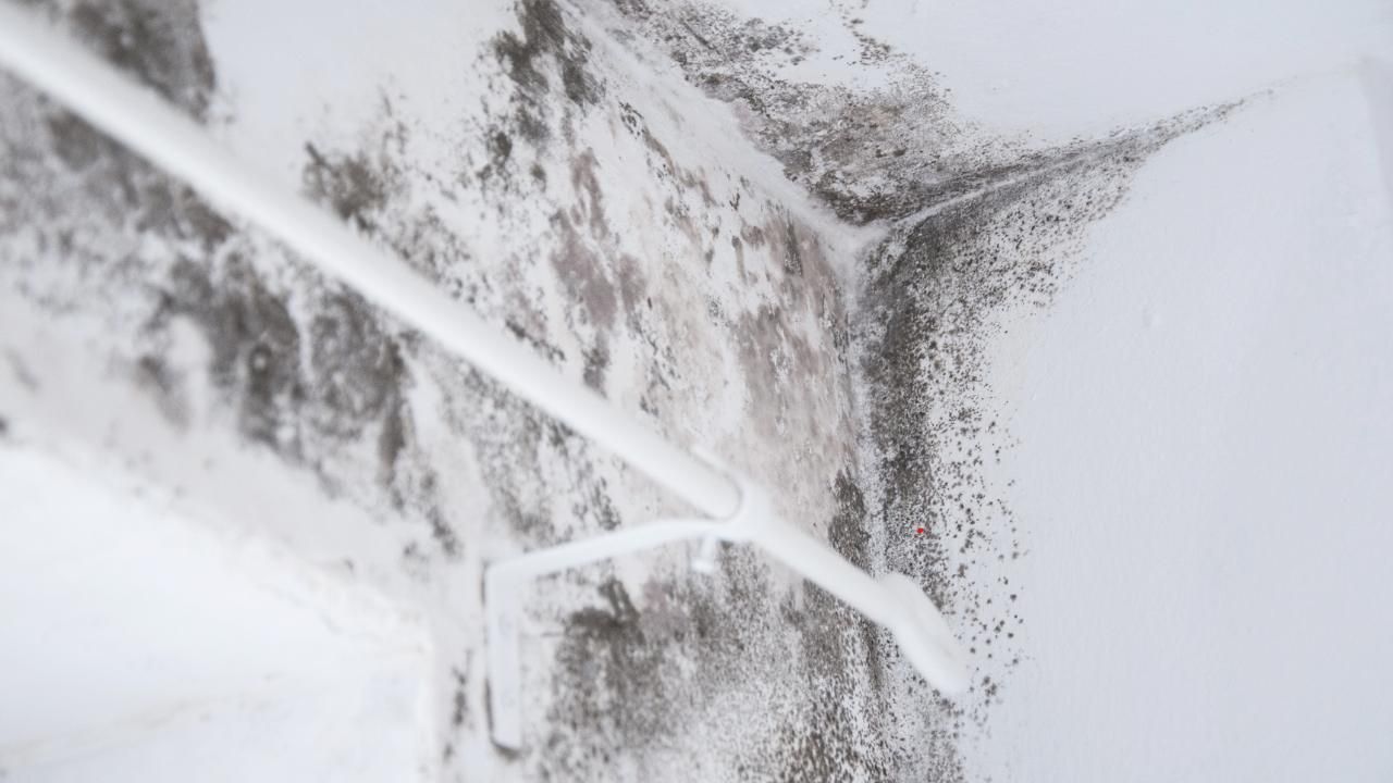 mold after water damage