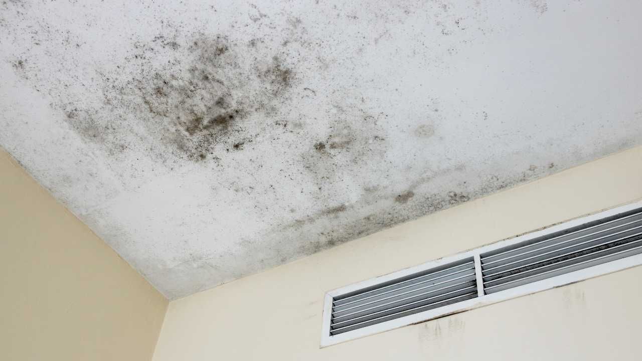 Mold removal Kauai HI