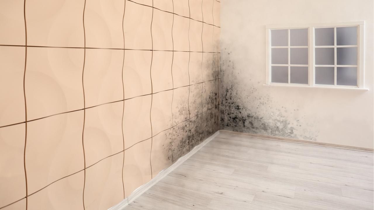 mold inspection