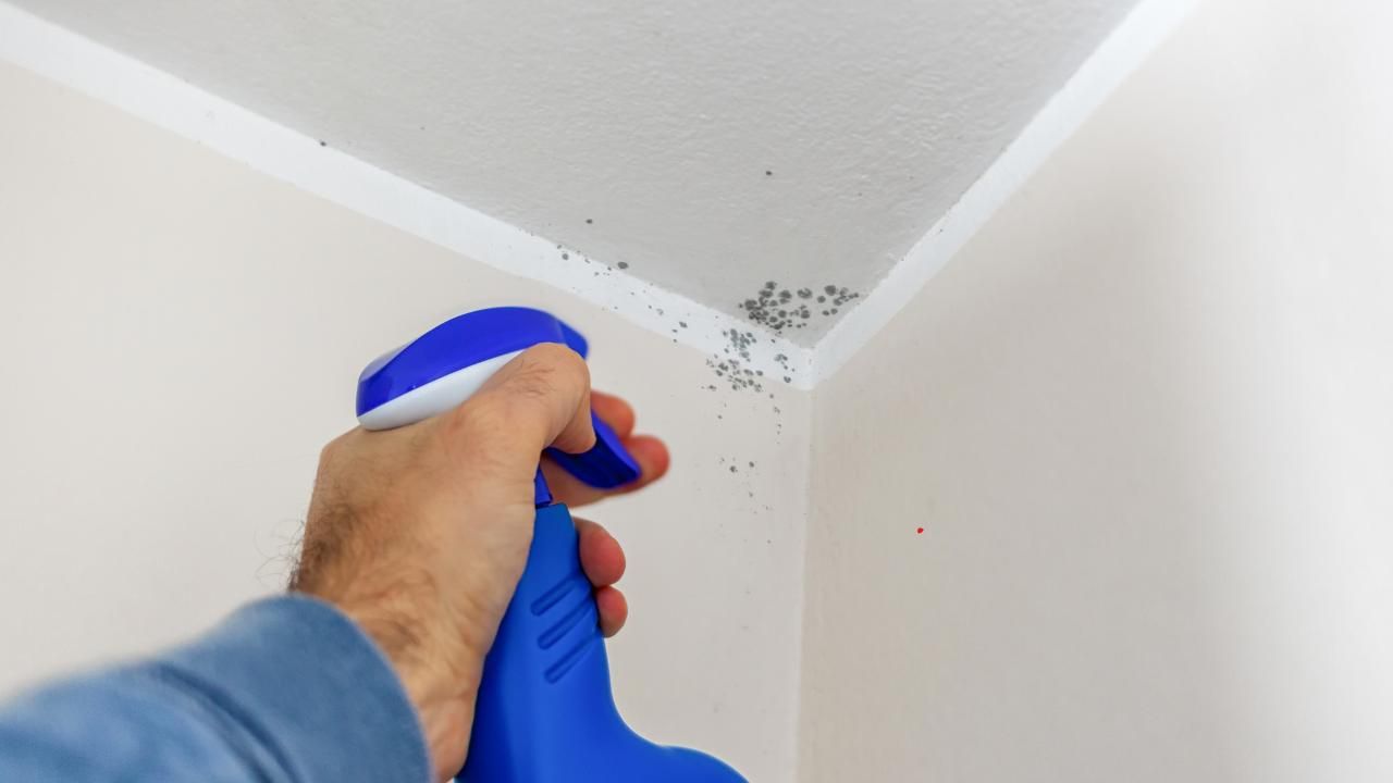 bleach and mold