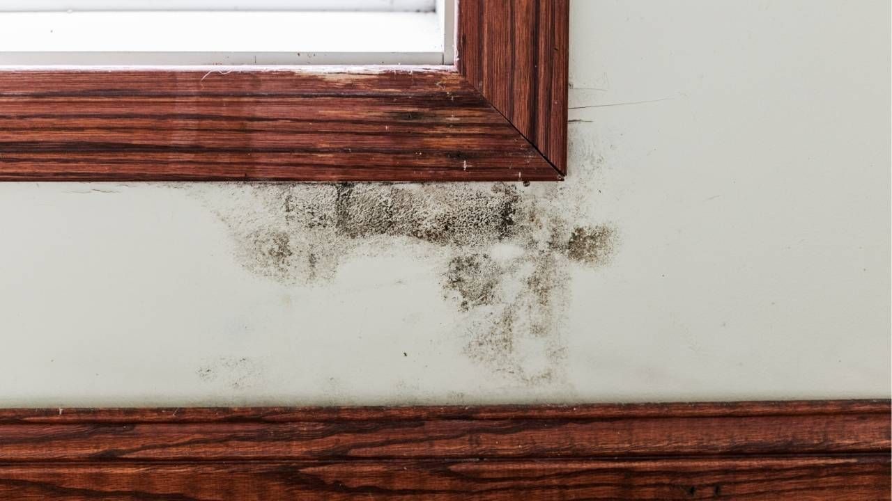 mold around windows