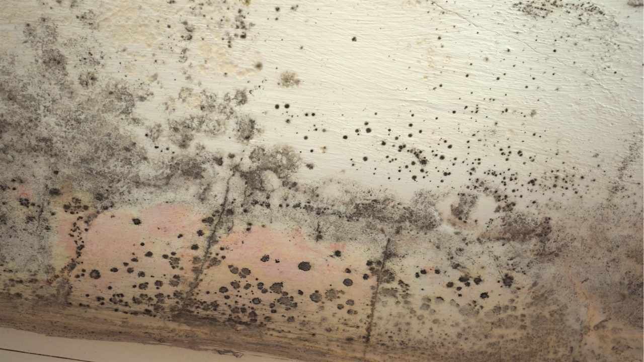 mold growth