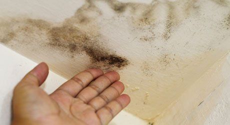 Get rid of damp patches by choosing us