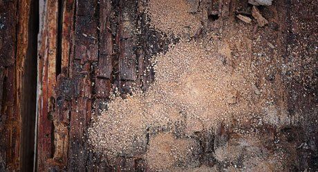 call us for Woodworm infestation prevention and treatment plan