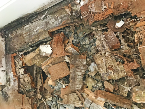 Dry rot treatments