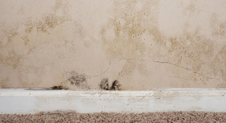 Our team offers efficient damp protection and prevention