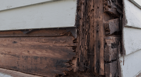 We offer Woodworm treatment