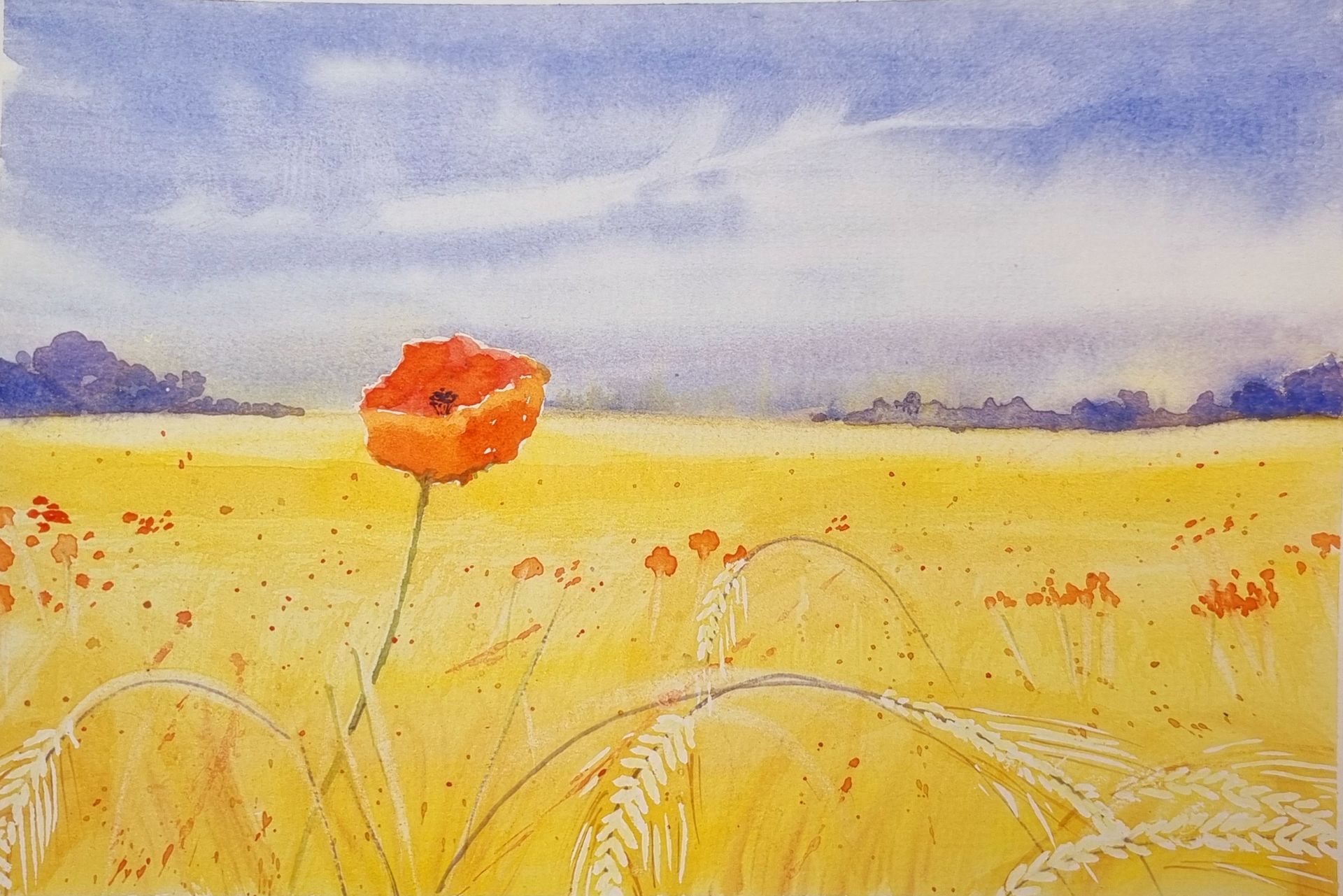 Poppy in field