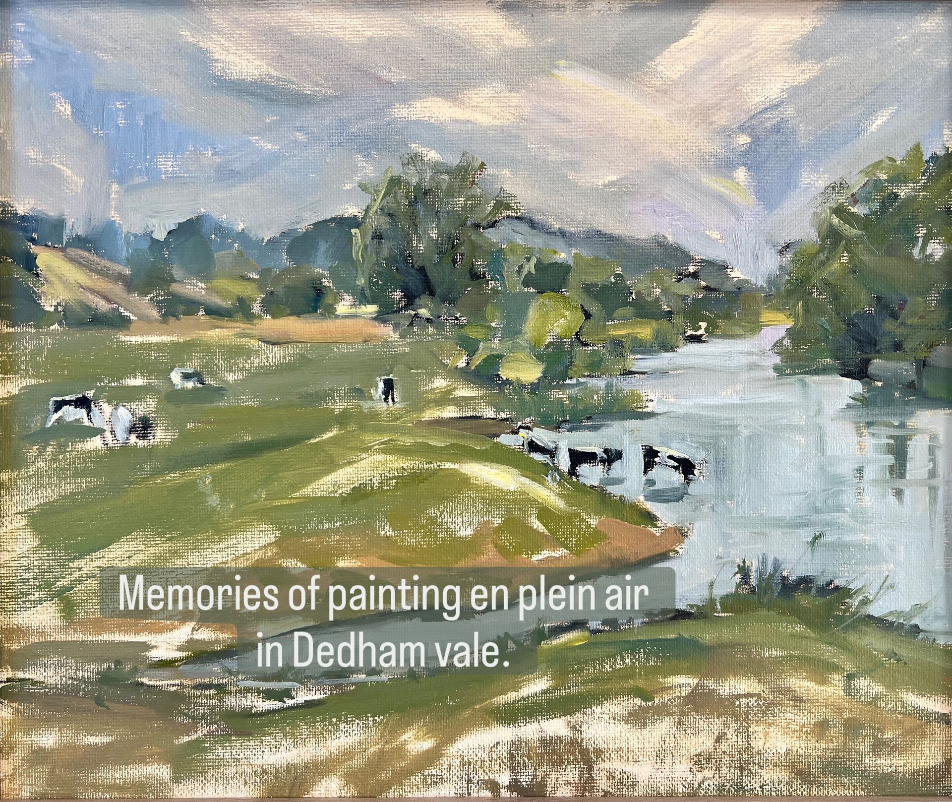 cattle drinking in a river in Dedham