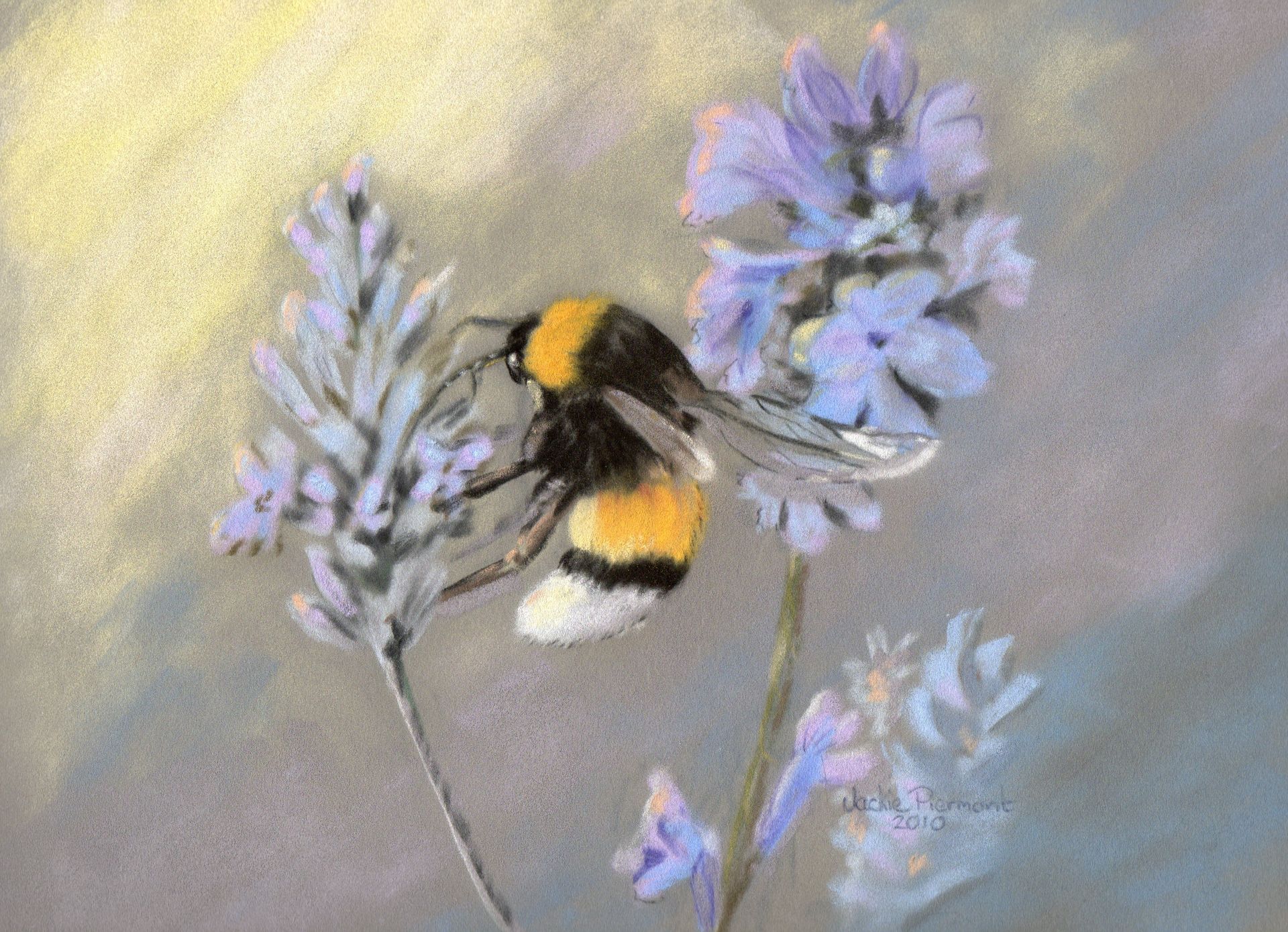 A bee drawn in pastel and sitting on a lavender flower.