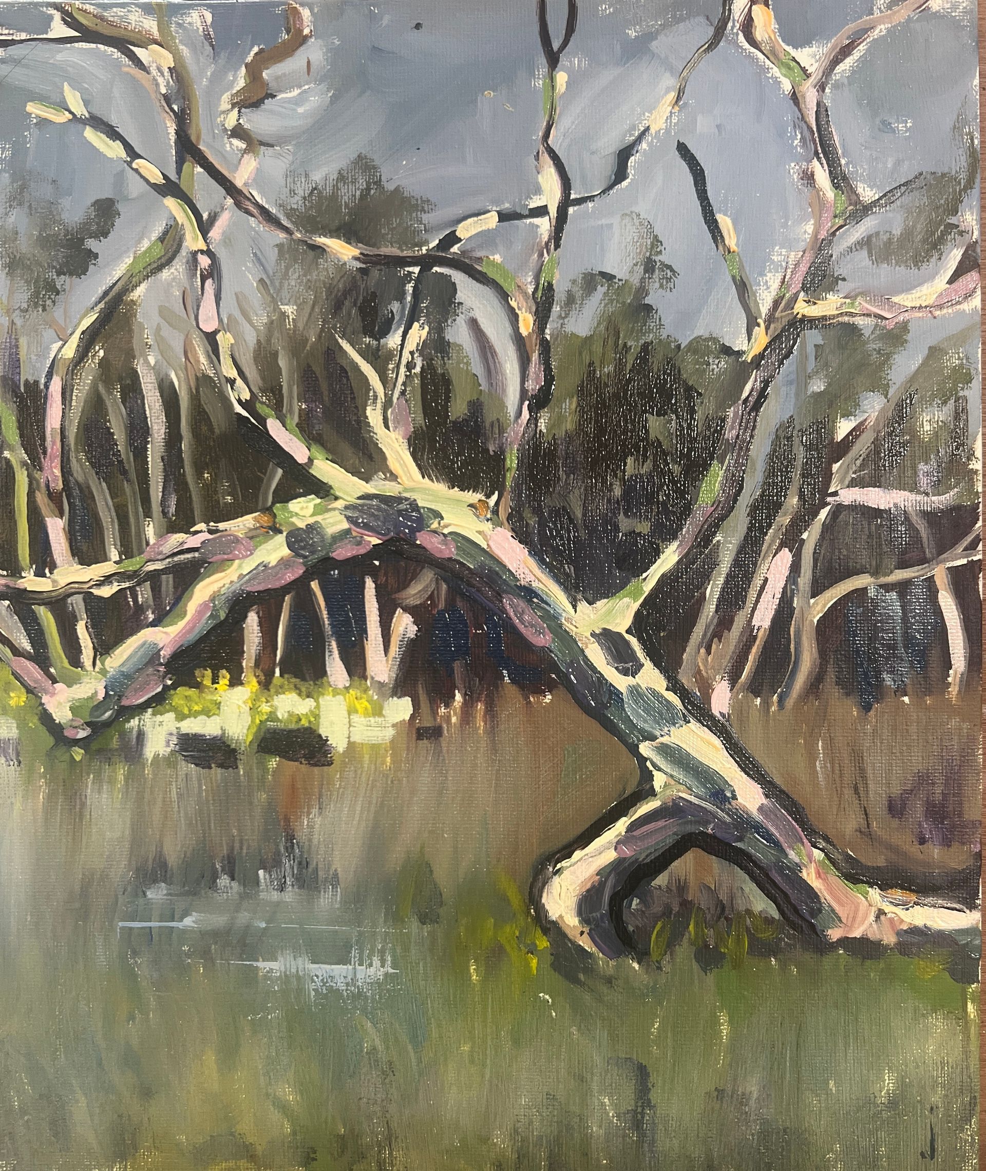 A tree on Thompson common