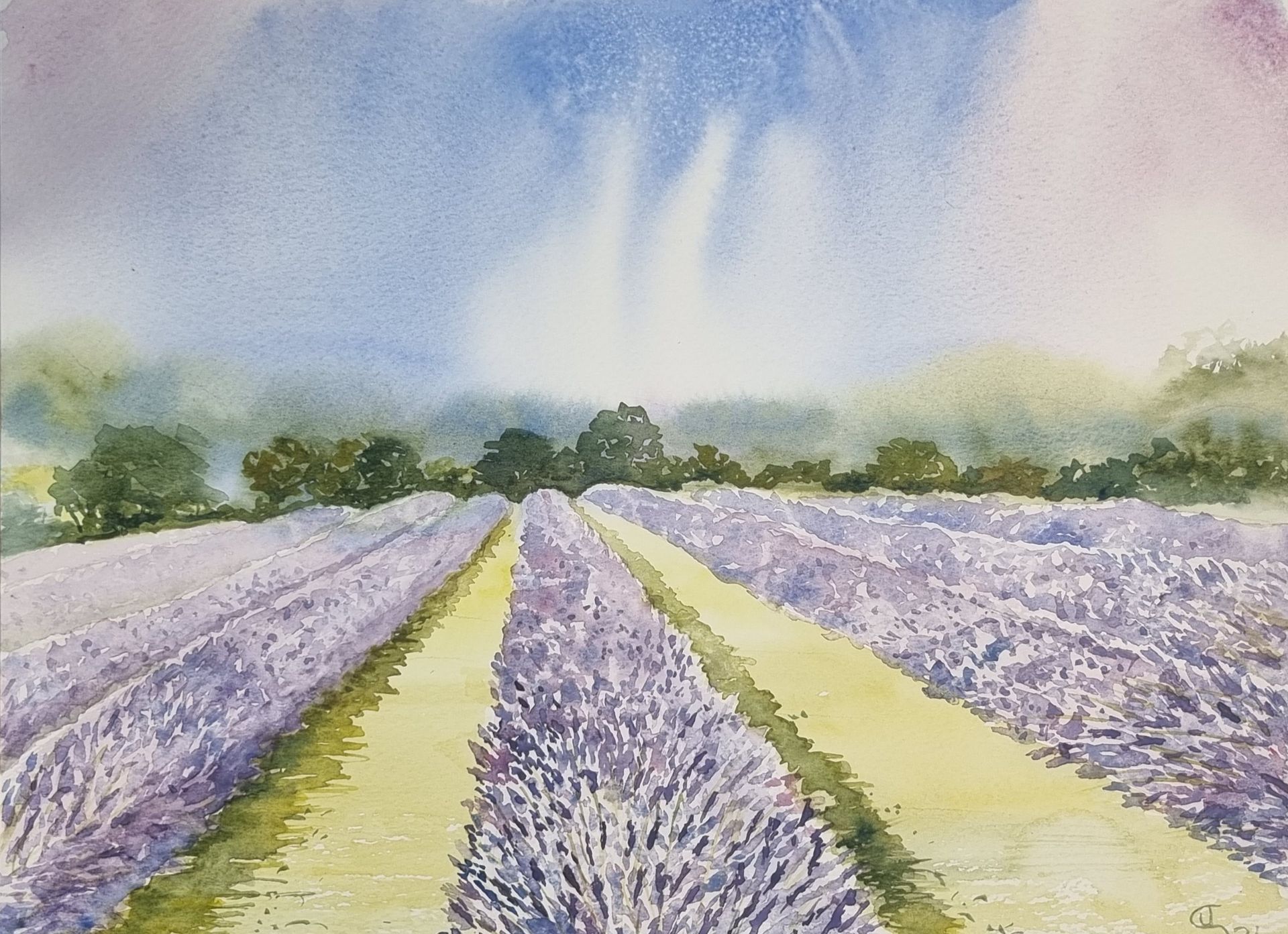 Lavender fields