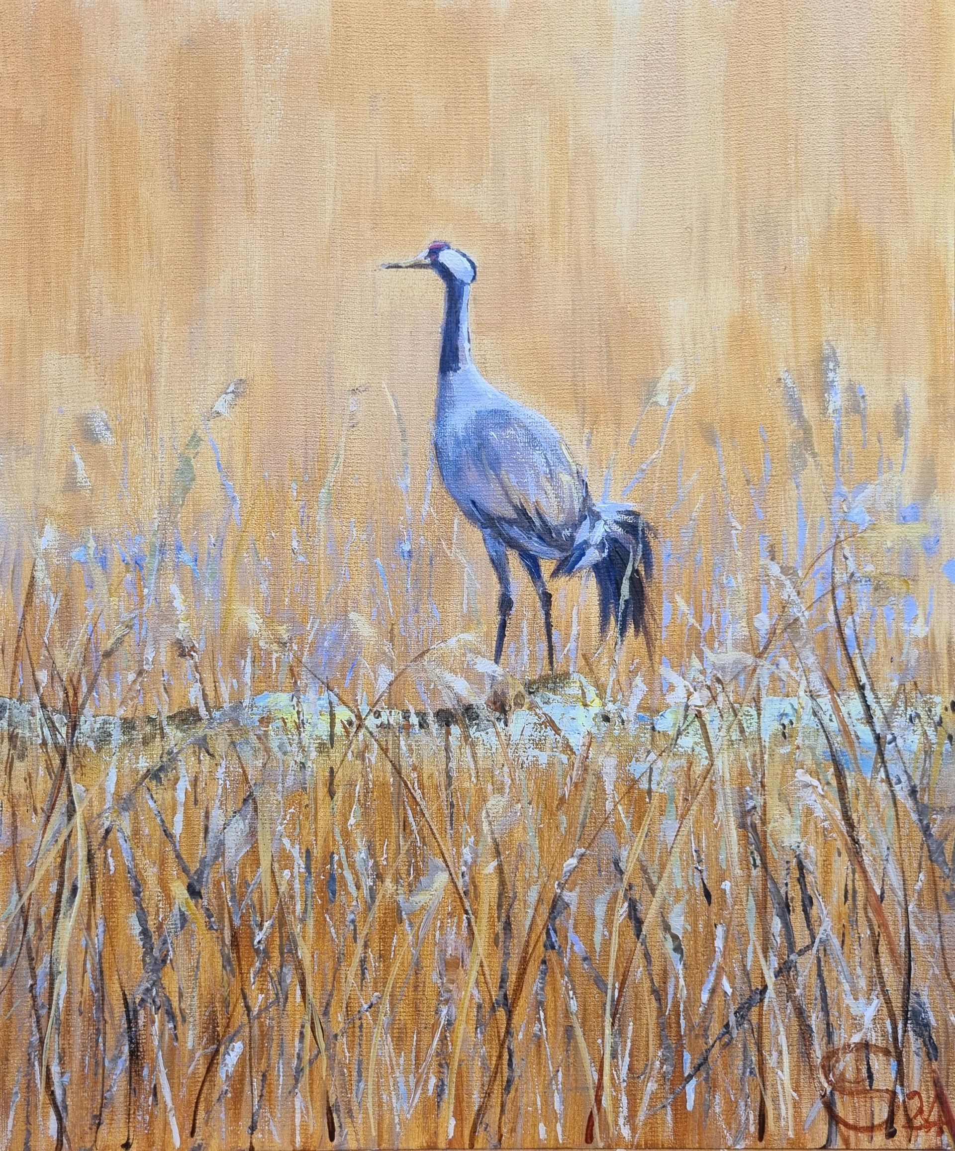 Norfolk crane bird (rare)