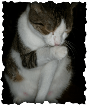 Cat Image 4