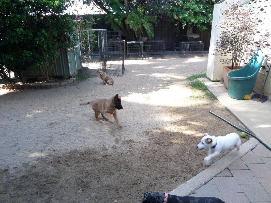 A group of dogs are playing in a backyard