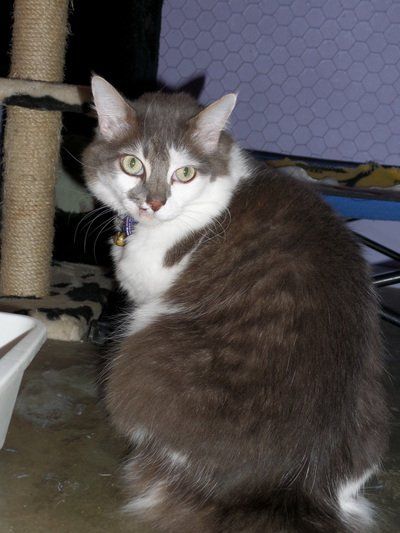 A gray and white cat is sitting on a table