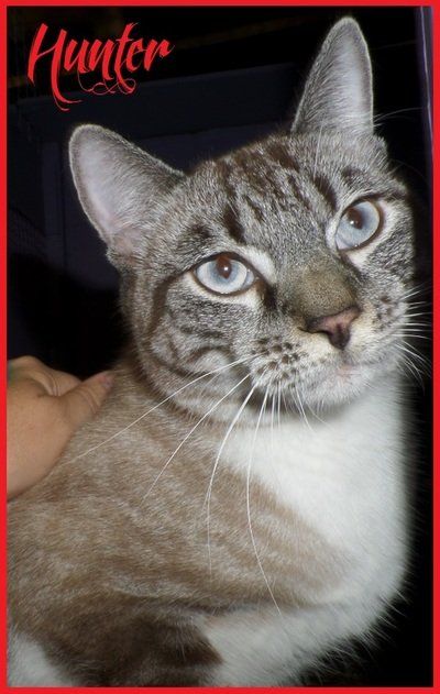 A close up of a cat with the name hunter on it