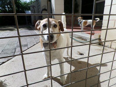 A dog behind a wire fence looking at the camera
