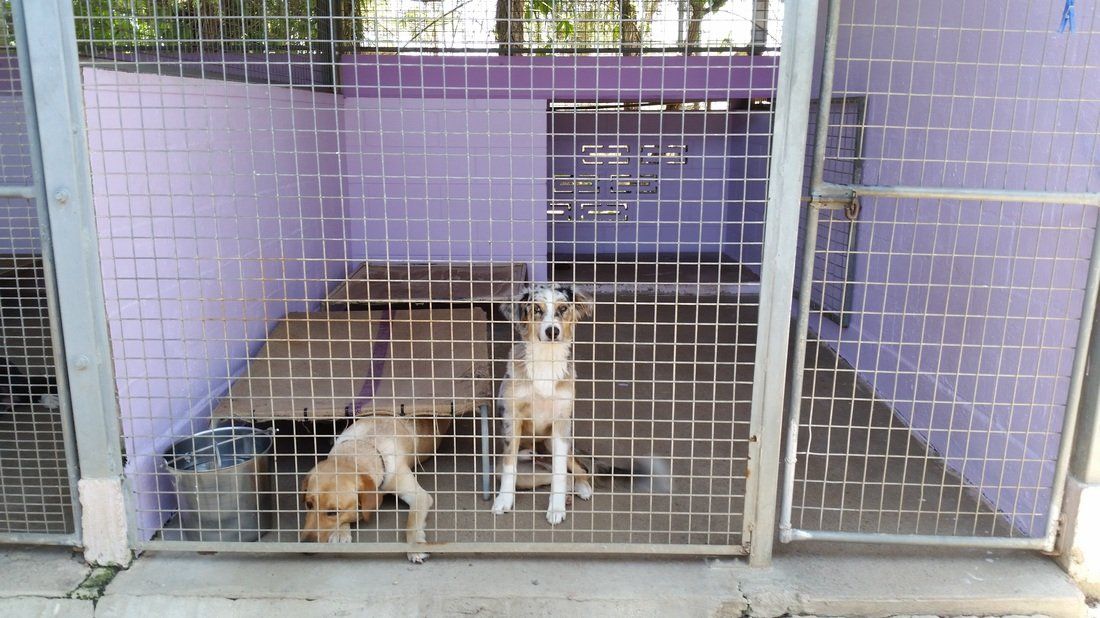 Two dogs are sitting in a cage in a shelter.