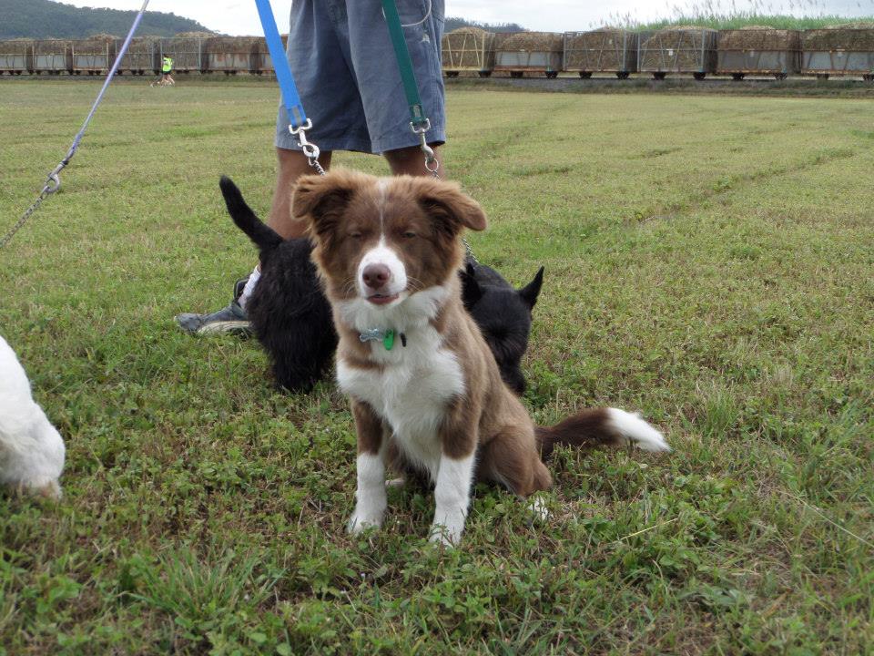 A brown and white dog on a leash sitting in the grass