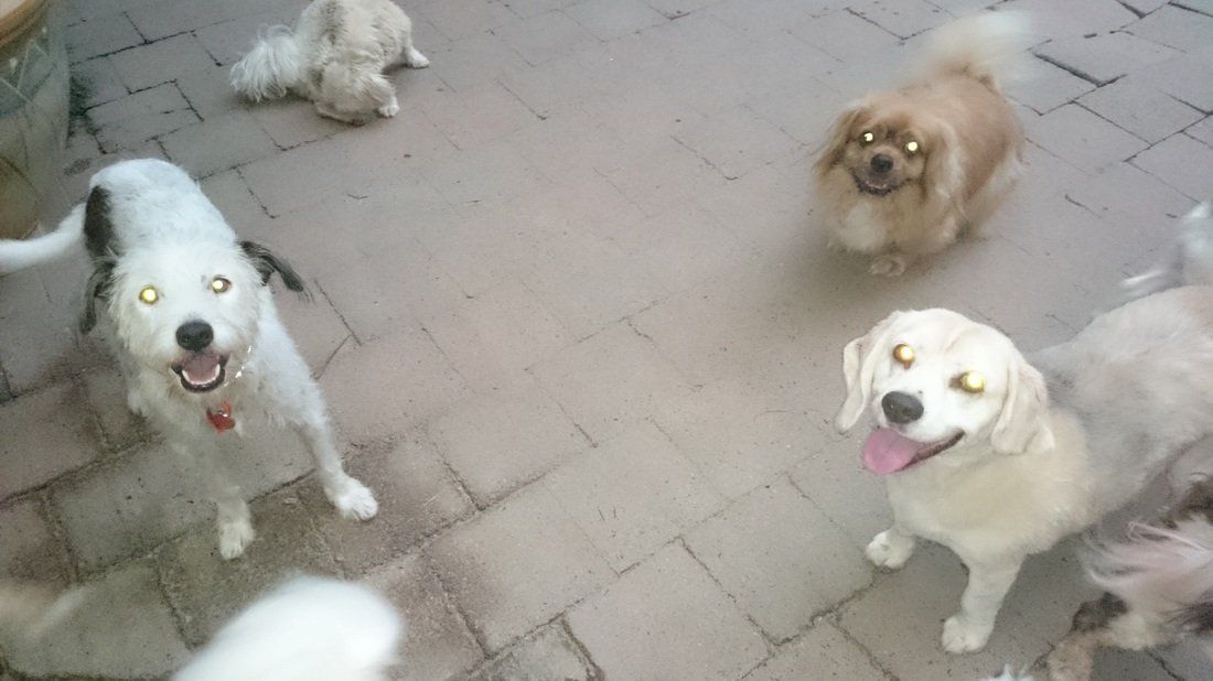 A group of dogs are standing in a circle on a sidewalk.